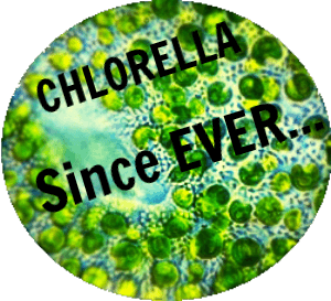 What is chlorella algae?